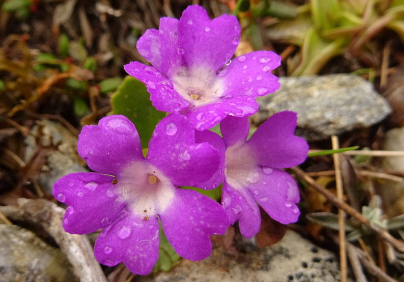 Primula daonensis / Primula della Val Daone